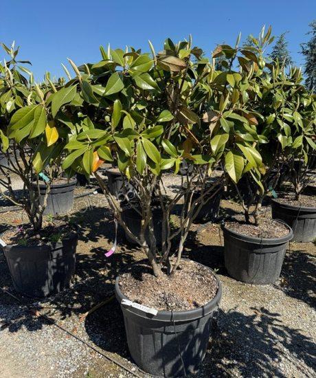 Magnolia grandiflora 'Gallisoniensis' Mehrstamm kaufen immergrüne Magnolie