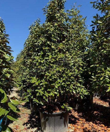 Magnolia grandiflora 'Gallisoniensis' Pyramidenform kaufen immergrüne Magnolie