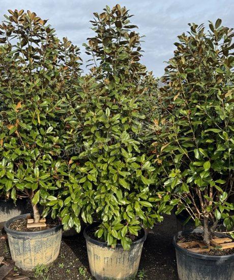 Magnolia grandiflora 'Goliath' Pyramidenform kaufen immergrüne Magnolie