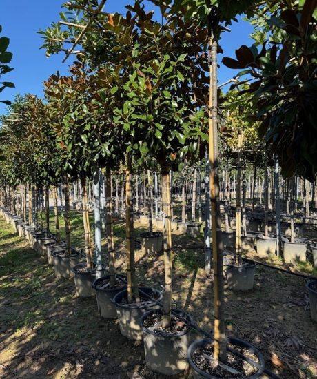 Magnolia grandiflora 'Goliath' 3/4 Stamm kaufen immergrüne Magnolie