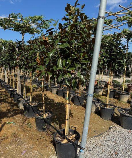 Magnolia grandiflora 'Goliath' Kurzstamm kaufen immergrüne Magnolie