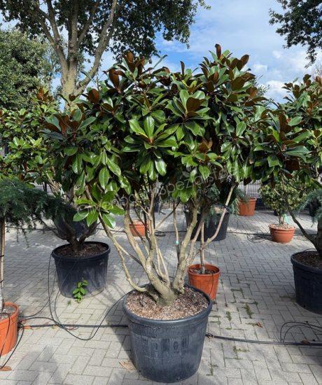 Immergrüne Magnolie Mehrstamm kaufen Magnolia grandiflora 'Goliath'