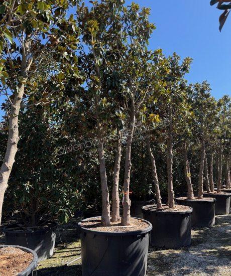 Immergrüne Magnolie Mehrstamm Magnolia grandiflora 'Goliath'