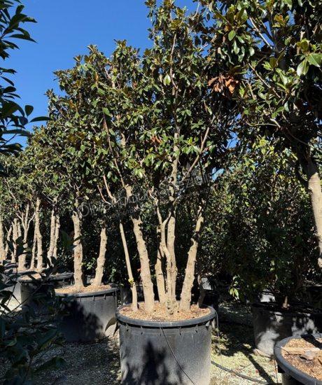 Immergrüne Magnolie Mehrstamm Magnolia grandiflora 'Goliath'