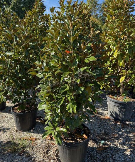 Magnolia grandiflora 'Goliath' Pyramidenform kaufen immergrüne Magnolie