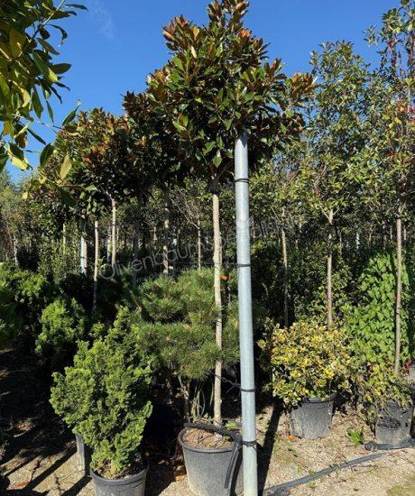  Magnolia grandiflora 'Little Gem' Hochstamm kaufen