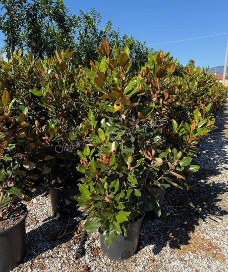 Magnolia grandiflora 'Little Gem' strauch kaufen