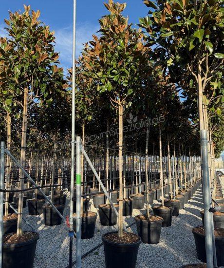 Immergrüne Magnolie Hochstamm Magnolia grandiflora 'Gallisoniensis'