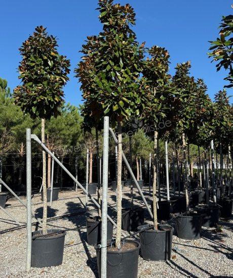 Magnolia grandiflora 'Goliath' Hochstamm immergrüne Magnolie