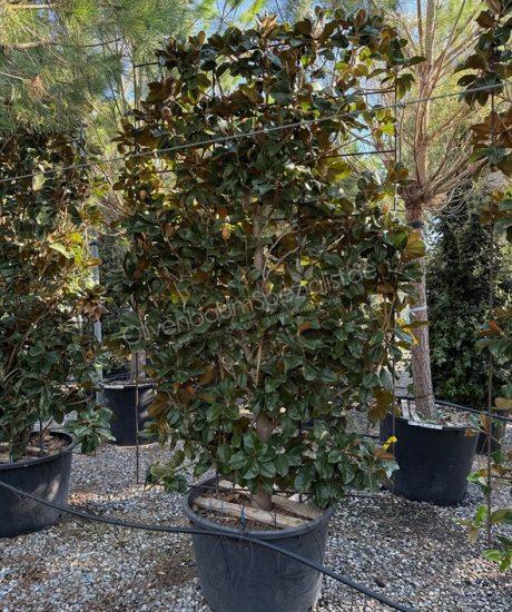 Magnolia grandiflora 'Goliath' Bodenspalier