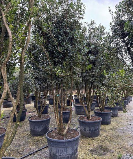 Stachelblättrige Duftblüte Mehrstämmig kaufen Osmanthus aquifolium 