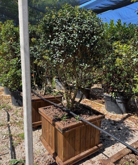 Osmanthus burkwoodii Mehrstamm kaufen Frühlingsduftblüte