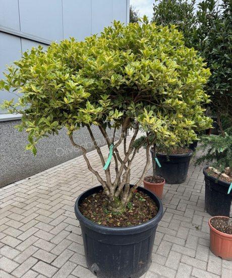 Osmanthus heterophyllus 'Goshiki' Mehrstamm kaufen Stachelblättrige Duftblüte