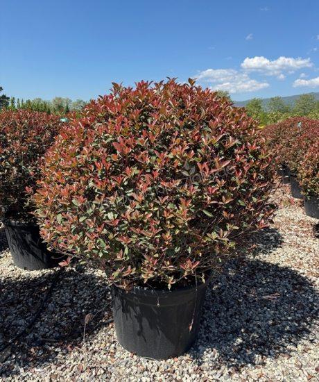 Photinia fraseri 'Robusta Compacta' Kugelform kaufen Glanzmispel