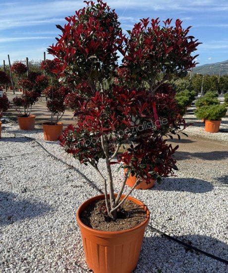 Photinia fraseri 'Robusta Compacta' Pom Pom kaufen