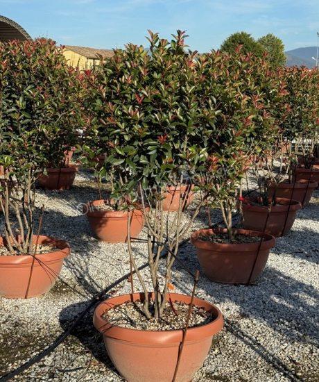 Photinia fraseri 'Robusta Compacta' Mehrstämmig kaufen Glanzmispel