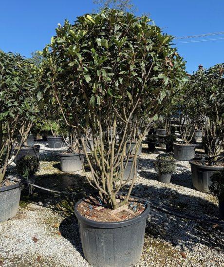 Photinia fraseri 'Crunchy' Mehrstämmig kaufen