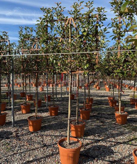 Glanzmispel Spalierform kaufen Photinia fraseri 'Red Robin'