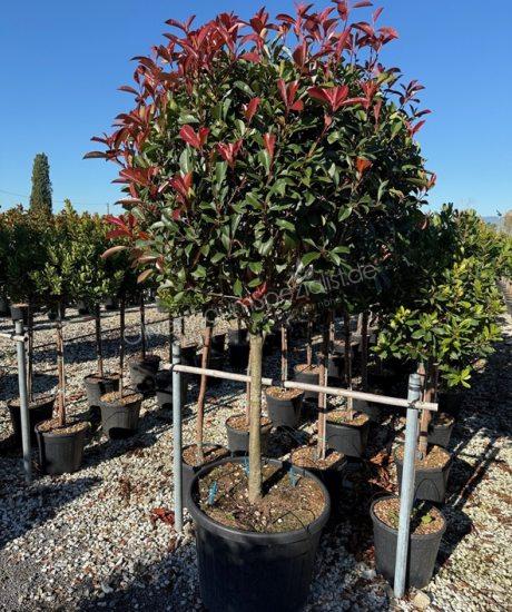 Glanzmispel Kurzstamm Photinia fraseri 'Red Robin'