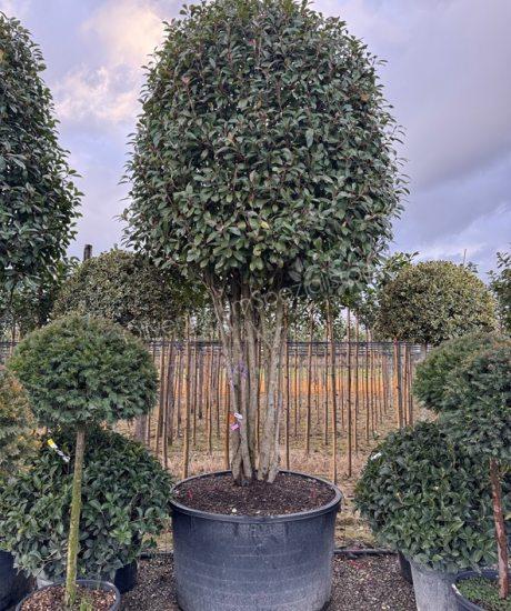 Photinia fraseri 'Red Robin' Mehrstämmig Glanzmispel