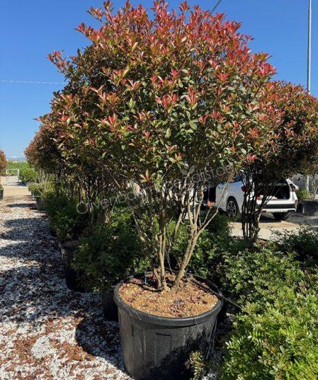 Photinia fraseri 'Robusta Compacta' Mehrstämmig kaufen Glanzmispel