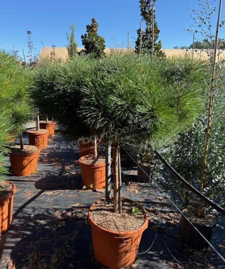 Kugel Kiefer Kurzstamm kaufen Pinus brepo 'Pierrick Bregeon'