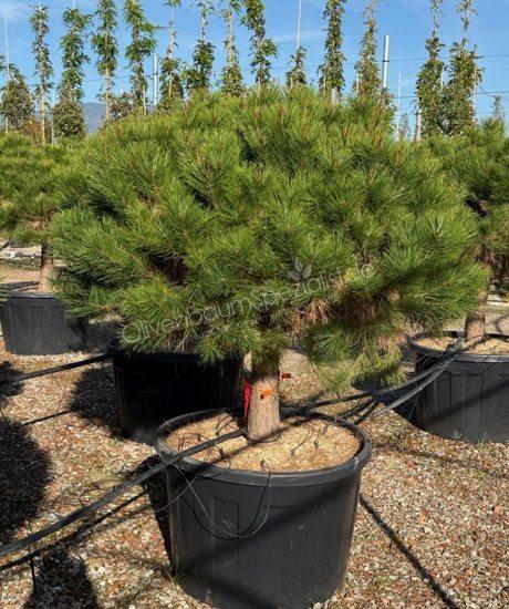 Pinus densiflora 'Alice Verkade' Kurzstamm kaufen