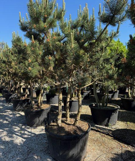 Pinus nigra 'Austriaca' Mehrstamm kaufen