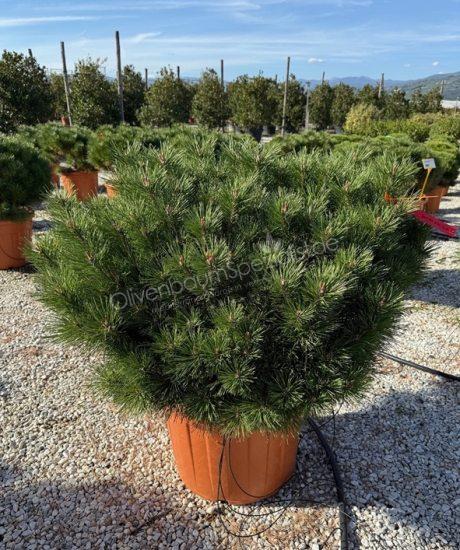 Pinus nigra 'Bambino' kaufen
