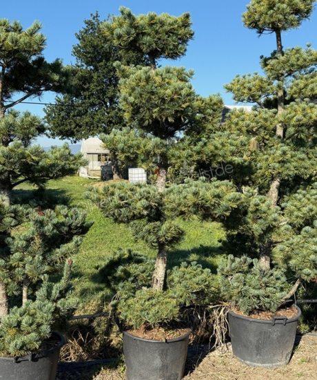 Pinus parviflora 'Tempelhof' bonsai kaufen