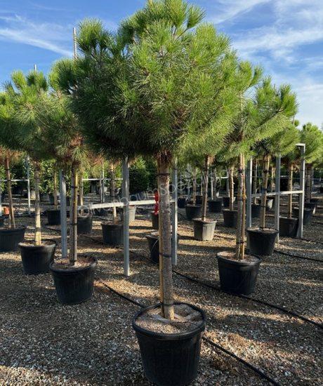Pinie - Pinus pinea - Pinus pinea Kaufen