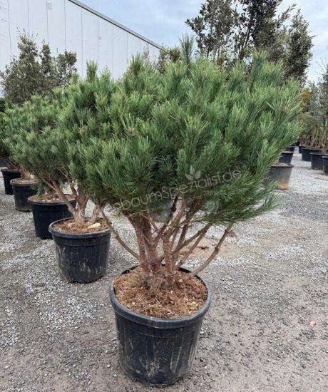 Pinus sylvestris 'Watereri' Mehrstamm kaufen