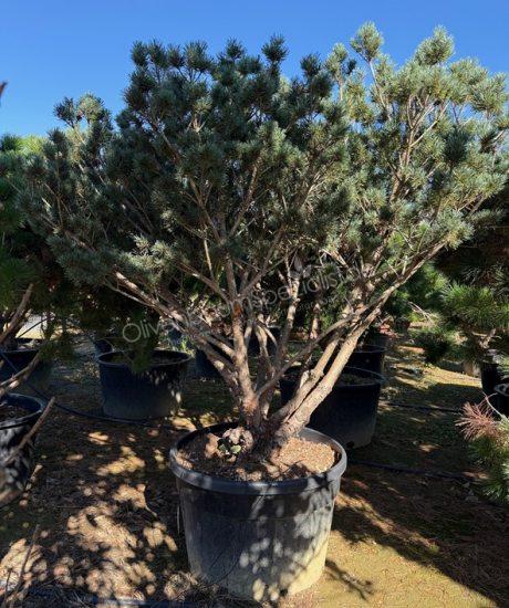 Pinus sylvestris 'Watereri' Mehrstamm kaufen