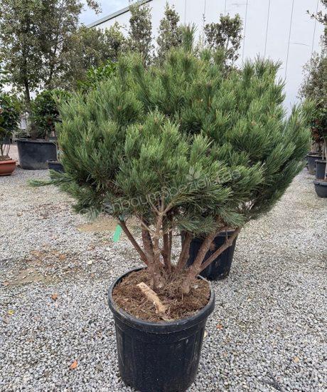 Pinus sylvestris 'Watereri' Mehrstamm kaufen