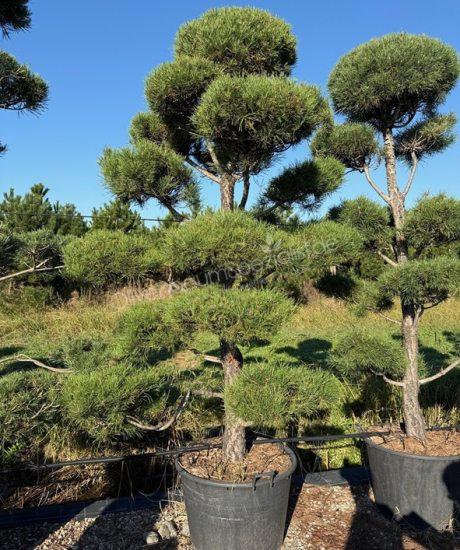 Pinus sylvestris Bonsai kaufen