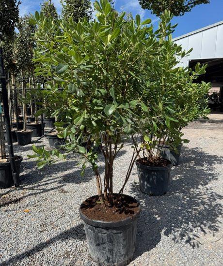 Pittosporum tobira
