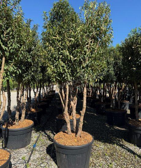 Prunus lusitanica 'Angustifolia' Mehrstämmig kaufen Portugiesischer Kirschlorbeer