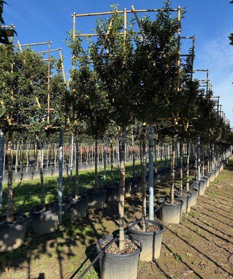 Prunus lusitanica Spalier kaufen Portugiesischer Kirschlorbeer