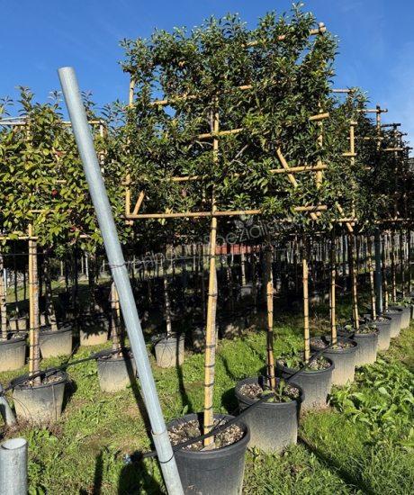 Prunus lusitanica Spalier kaufen Portugiesischer Kirschlorbeer