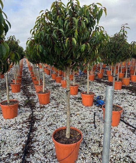 Portugiesischer Kirschlorber Kurzstamm Prunus lusitanica 'Angustifolia'