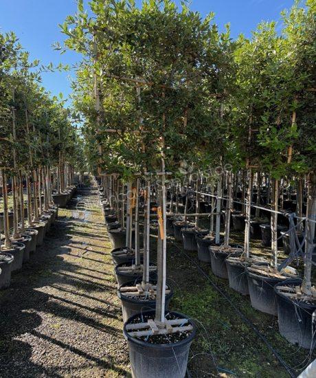 Steineiche Spalierbaum Quercus Ilex