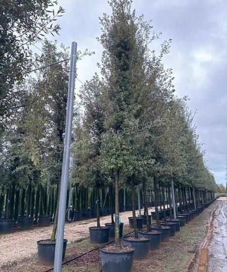 Quercus Ilex Zylinderkrone Steineiche