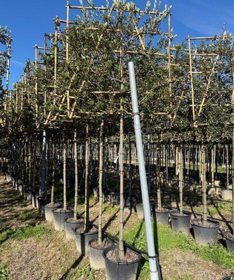 Steineiche Spalierbaum kaufen Quercus ilex