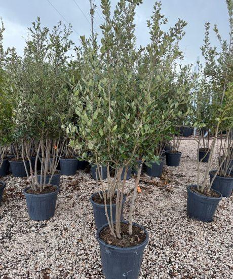 Steineiche Mehrstamm Quercus Ilex