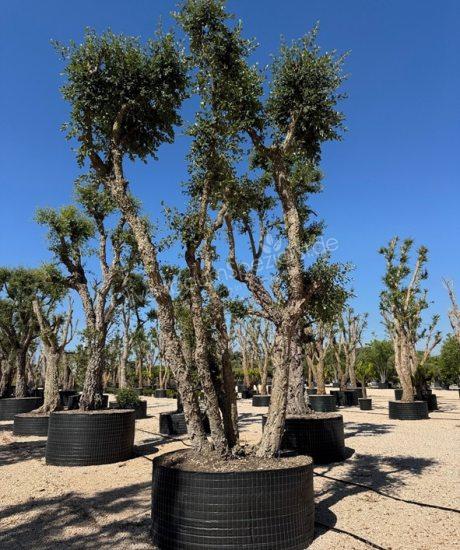 Quercus suber Mehrstämmig Korkeiche