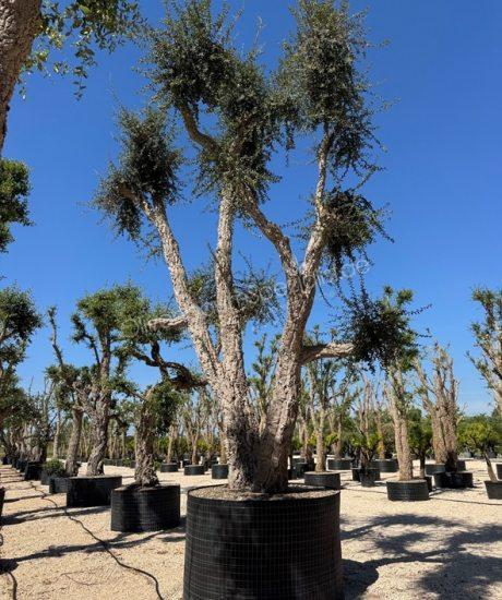 Quercus suber Mehrstämmig kaufen Korkeiche