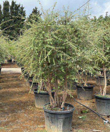 Quercus suber Mehrstammig mit Schirmkrone Korkeiche