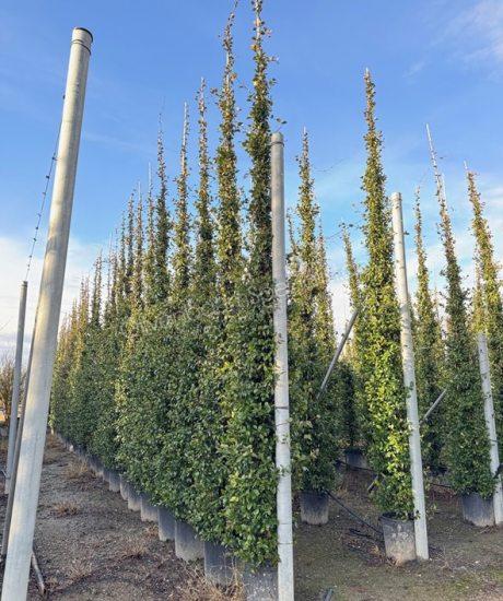 Toskanische Jasmin kaufen Trachelospermum jasminoides