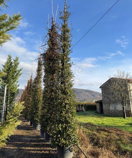 Trachelospermum jasminoides kaufen Toskanische Jasmin