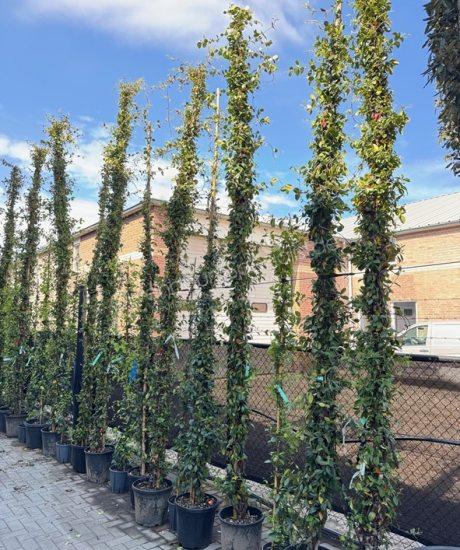 Trachelospermum jasminoides kaufen Toskanische Jasmin